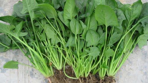 菠菜at在线视频,揭秘绿色蔬菜的营养与烹饪技巧